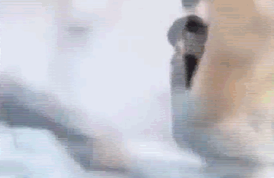 【每日平安第39期】遛狗不栓两巨型犬当街撕咬,肇事逃逸男子谎称母亲去世